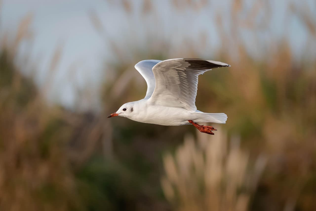 Gaviota blanca volando sobre un campo